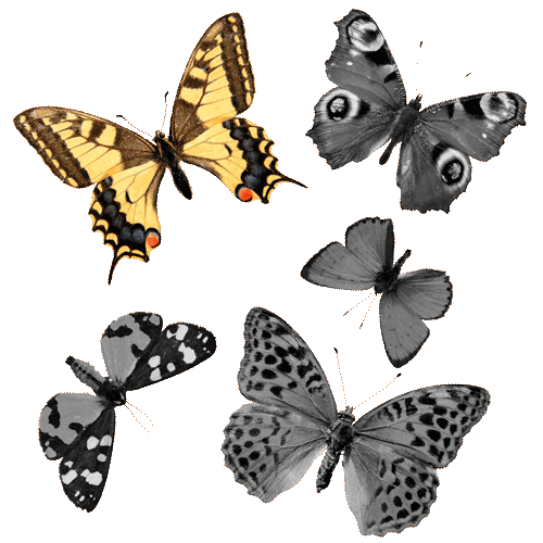 butterflies animation