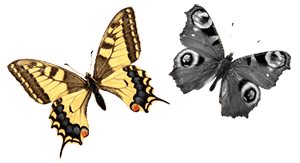 small butterflies animation